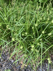 Carex grayi