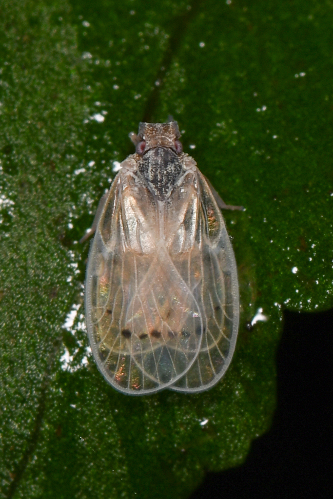 Circumdara