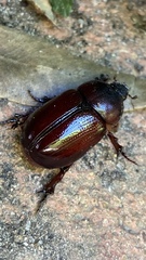 Dynastinae