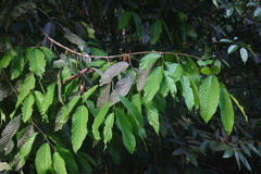 Polyalthia fragrans