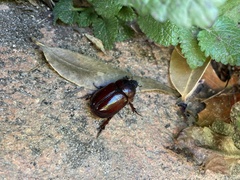 Dynastinae