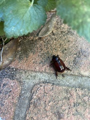 Dynastinae