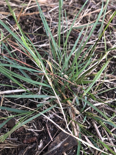Microlaena stipoides