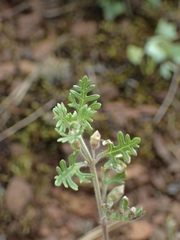 Teucrium botrys