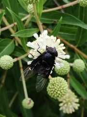 Copestylum mexicanum