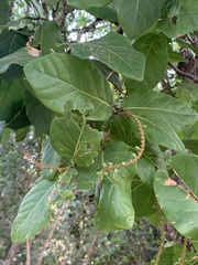 Coccoloba barbadensis