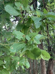Coccoloba barbadensis