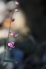 Streptanthus glandulosus hoffmanii