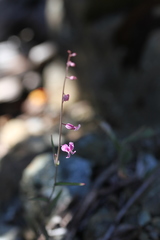 Streptanthus glandulosus hoffmanii