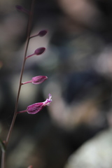 Streptanthus glandulosus hoffmanii