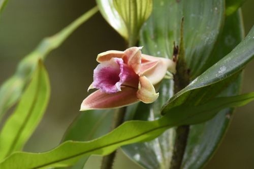 Sobralia atropubescens, photograph 3