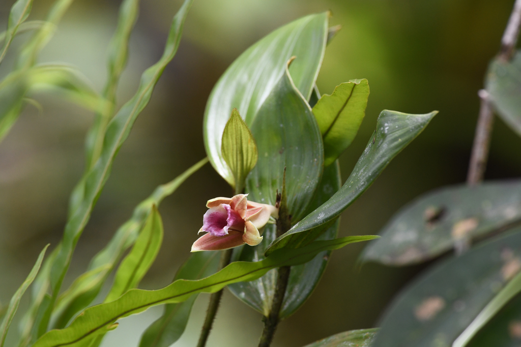 Sobralia atropubescens