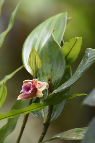 Sobralia atropubescens, photograph 4