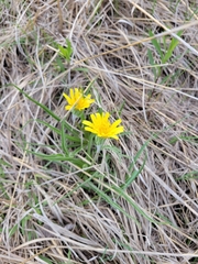 Nothocalais cuspidata