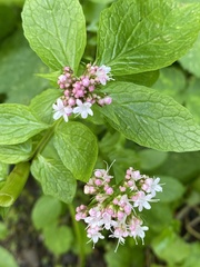 Valeriana occidentalis
