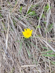 Nothocalais cuspidata