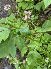 Valeriana occidentalis