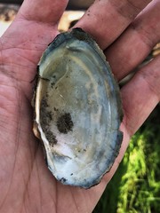 Strophitus undulatus