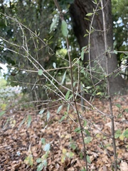 Coprosma ×cunninghamii