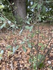 Coprosma ×cunninghamii
