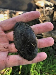 Strophitus undulatus