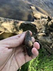 Strophitus undulatus