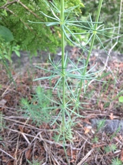 Galium verum