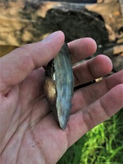 Strophitus undulatus