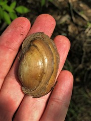 Ortmanniana ligamentina