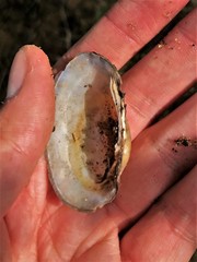 Ortmanniana ligamentina