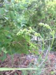 Galium verum