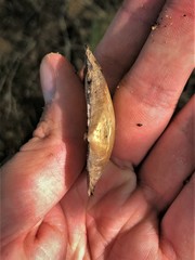 Ortmanniana ligamentina