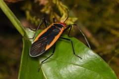 Dysdercus obscuratus