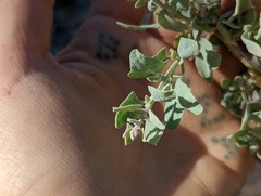 Atriplex torreyi