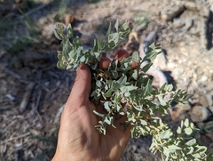 Atriplex torreyi