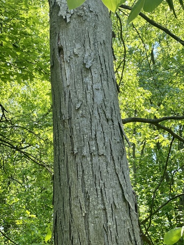 Shagbark hickory (Carya ovata)