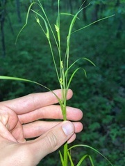 Carex oligocarpa
