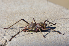Acanthoplus longipes