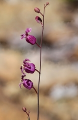 Streptanthus glandulosus hoffmanii