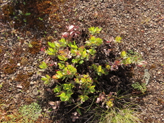 Penstemon barrettiae