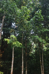 Polyalthia fragrans