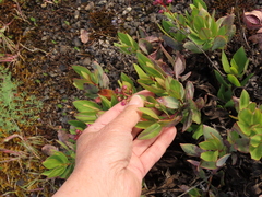 Penstemon barrettiae