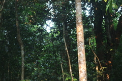 Polyalthia fragrans