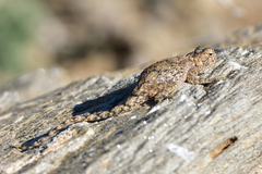 Agama anchietae