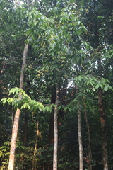 Polyalthia fragrans