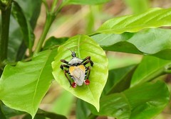 Apiomerus vexillarius