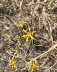 Bloomeria crocea