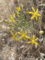 Bloomeria crocea