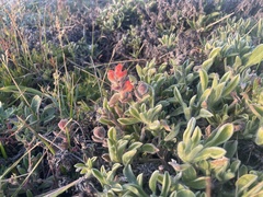 Castilleja mendocinensis