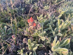 Castilleja mendocinensis